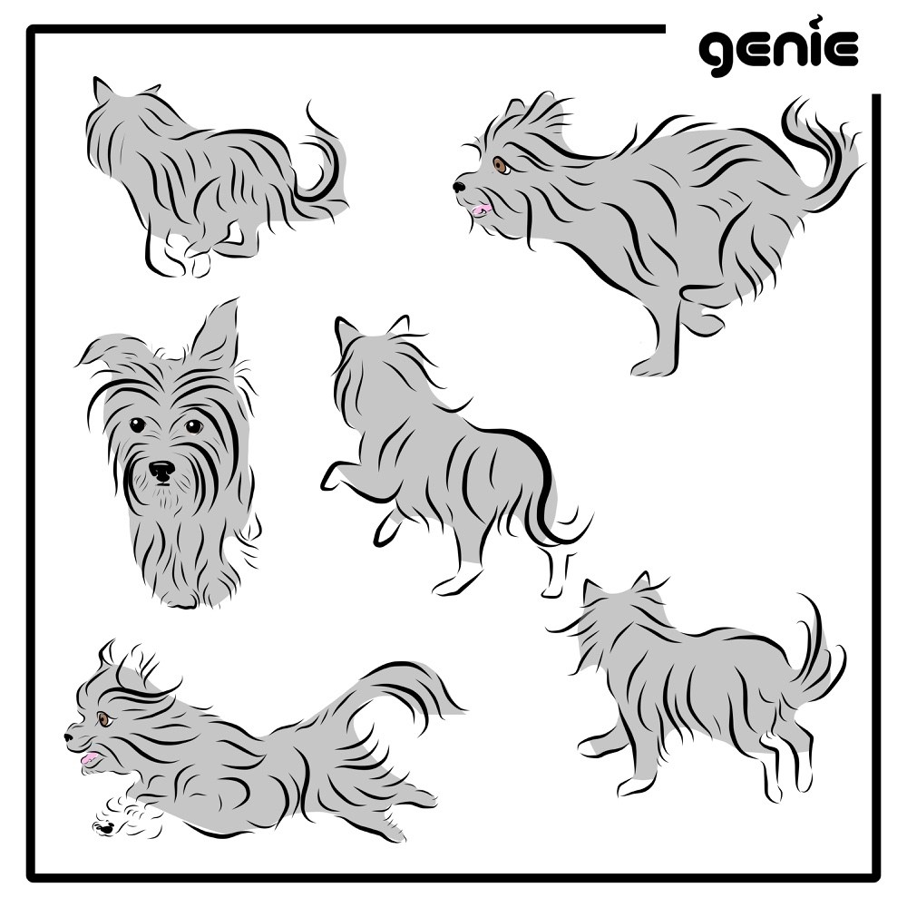 1000x1000 Yorkshire Terrier Yorkie Dog Vector Graphic Illustration Hand