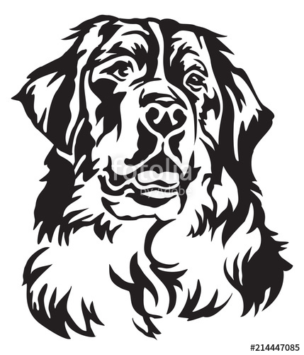 429x500 Decorative Portrait Of Bernese Mountain Dog Vector Illustration