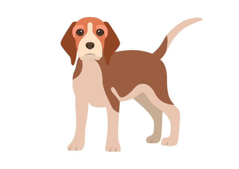 800x566 Beagle Dog Vector