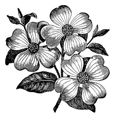 Dogwood Flower Vector