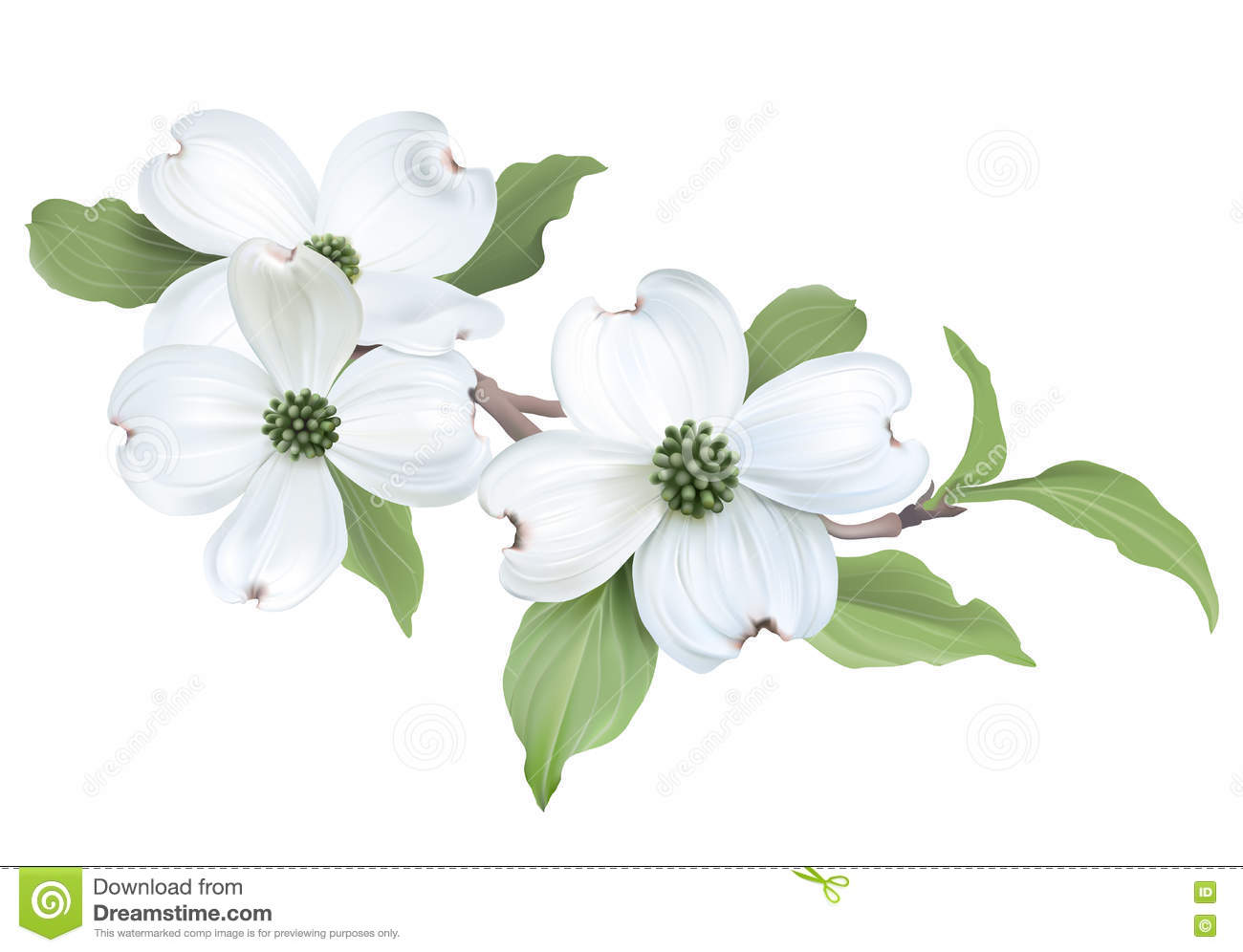 Dogwood Flower Transparent Background 1300x996 Dogwood Flower Transparent Background