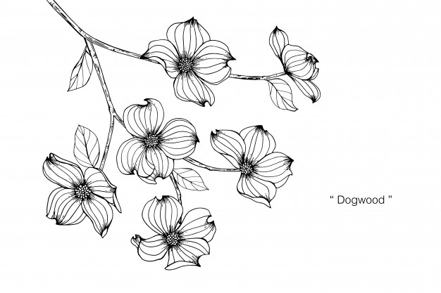 Dogwood Flower Vectors, Photos And Free Download 626x417 Dogwood Flower Vectors, Photos And Free Download
