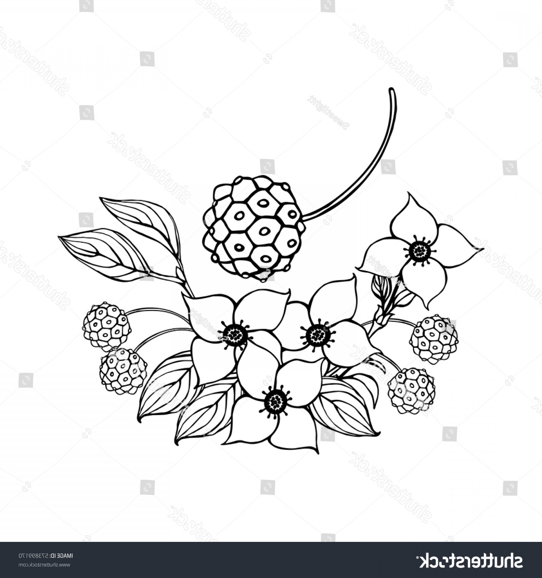Dogwood Tree Vector Iniikim 1800x1920 Dogwood Tree Vector Iniikim
