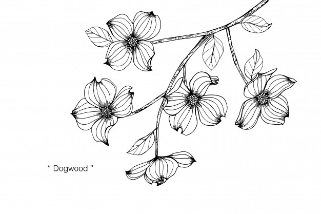 Dogwood Flower Drawing Illustration Vector Premium Download 626x417 Dogwood Flower Drawing Illustration Vector Premium Download