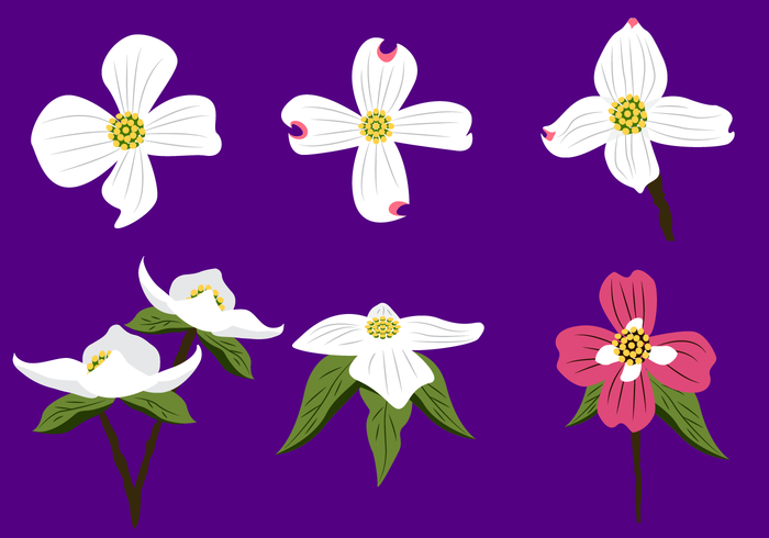Beautiful Dogwood Flower Vector Stock Images 700x490 Beautiful Dogwood Flower Vector Stock Images