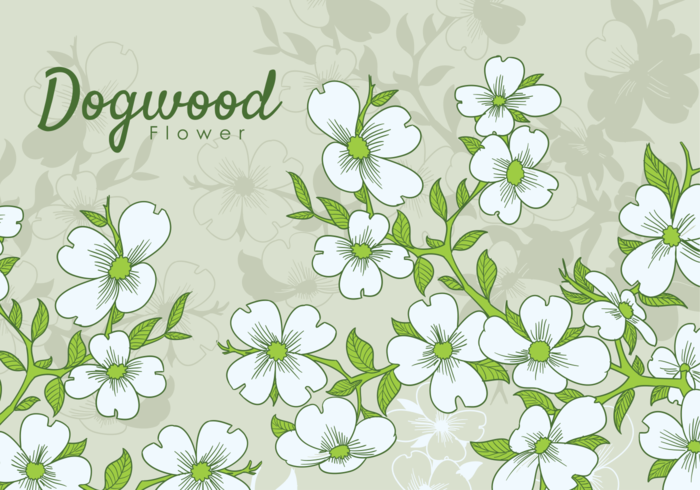 Free Hand Drawn Dogwood Flowers 700x490 Free Hand Drawn Dogwood Flowers
