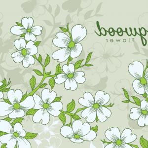 Free Hand Drawn Dogwood Flowers Studiogrfx 300x300 Free Hand Drawn Dogwood Flowers Studiogrfx