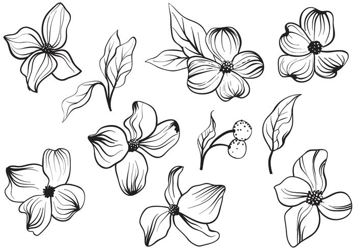 Free Vintage Dogwood Flowers Vectors 700x490 Free Vintage Dogwood Flowers Vectors