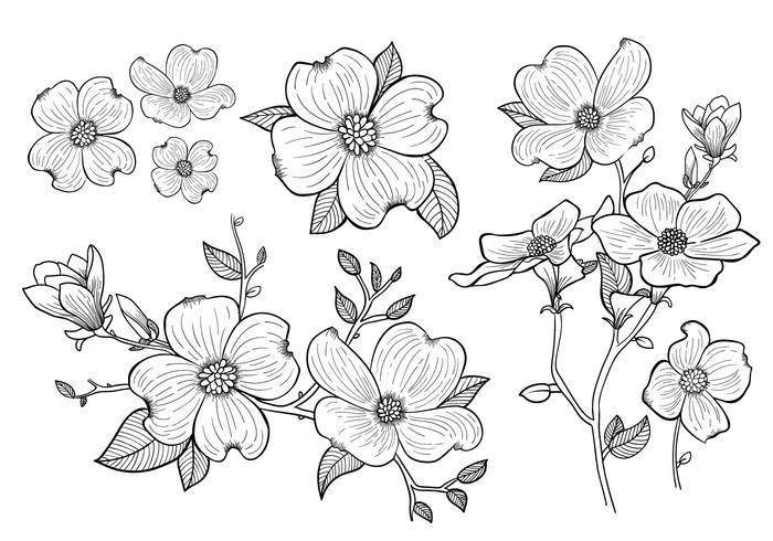 Hand Drawn Dogwood Flowers 700x490 Hand Drawn Dogwood Flowers