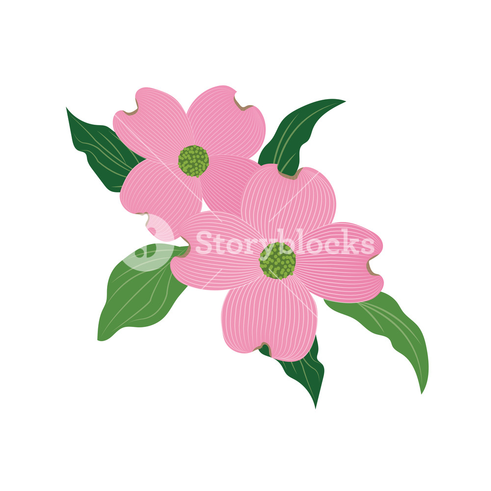 Nature Flower Pink Dogwood Cornus Florida, Vector Botanic Garden 1000x1000 Nature Flower Pink Dogwood Cornus Florida, Vector Botanic Garden