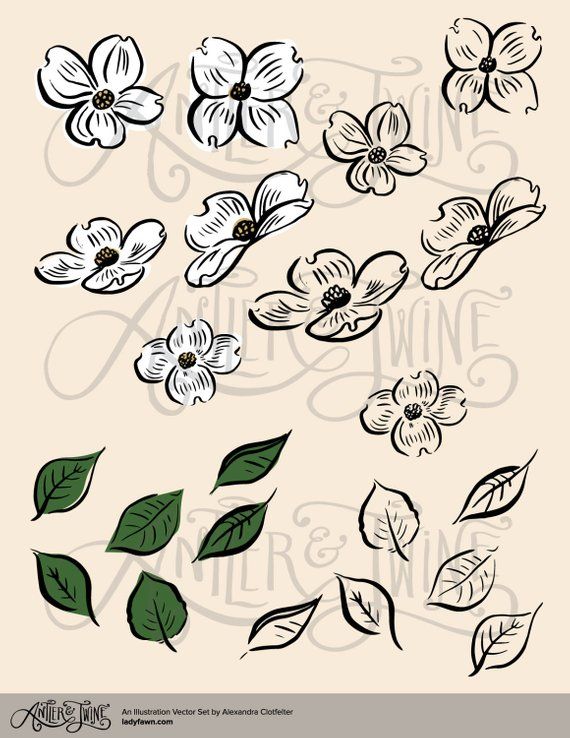 Products Dogwood Flowers, Vector Clipart, Floral 570x738 Products Dogwood Flowers, Vector Clipart, Floral