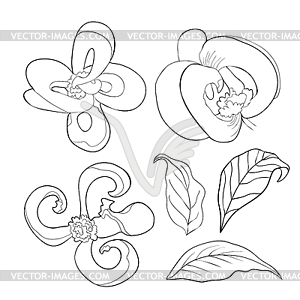 Download Dogwood Flower Vector at Vectorified.com | Collection of ...