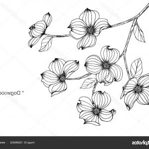 Stock Illustration Dogwood Flower Drawing Illustration Newwaysys 300x300 Stock Illustration Dogwood Flower Drawing Illustration Newwaysys