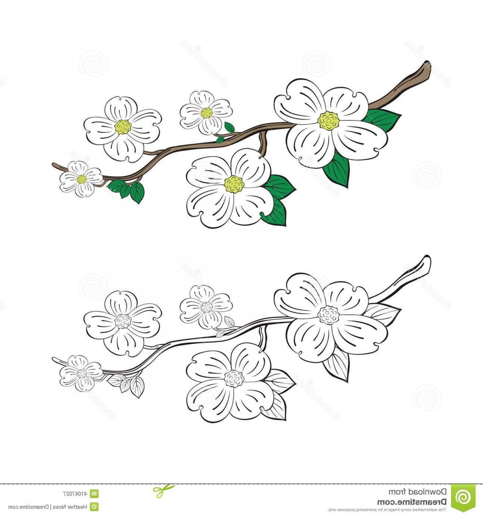 Stock Illustration Dogwood Flowers Tree Branch Leaves Available 1560x1668 Stock Illustration Dogwood Flowers Tree Branch Leaves Available