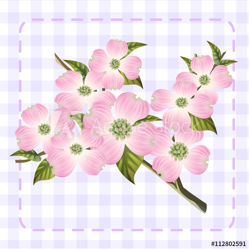 White Pink Dogwood Cornus Hanamizuki Flower Illustration Vector 500x500 White Pink Dogwood Cornus Hanamizuki Flower Illustration Vector