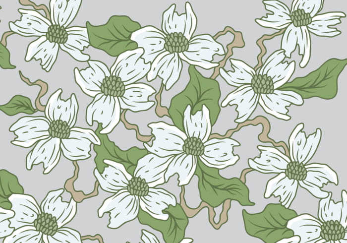Dogwood Flower Background Vector Free Graphics 700x490 Dogwood Flower Background Vector Free Graphics