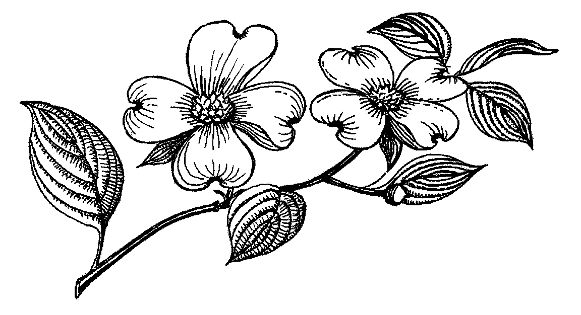 Dogwood Flower Clipart 1152x626 Dogwood Flower Clipart