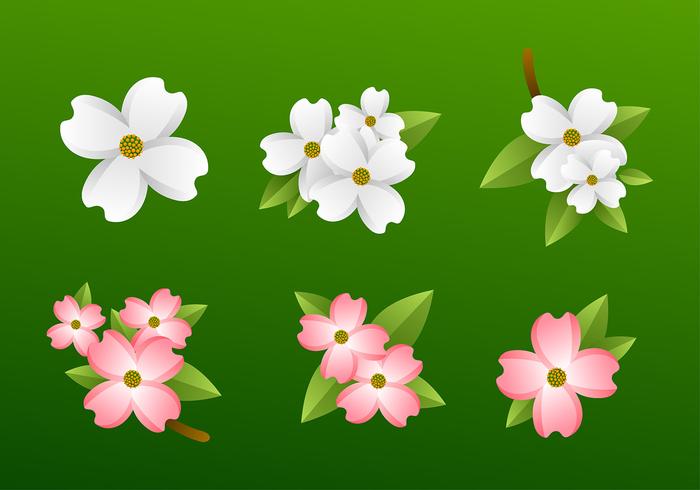 Dogwood Flower Free Vector Art 700x490 Dogwood Flower Free Vector Art