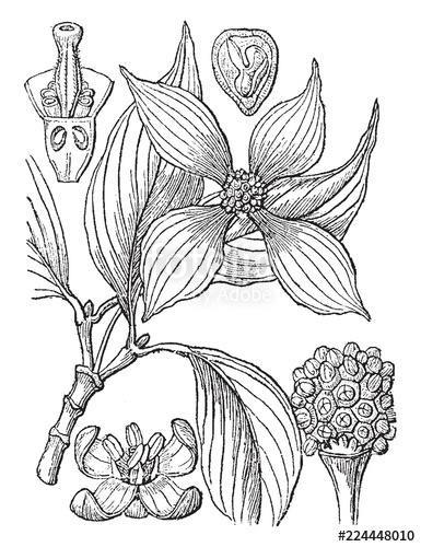 385x500 Dogwood Vintage Illustration Stock Image And Royalty Free Vector