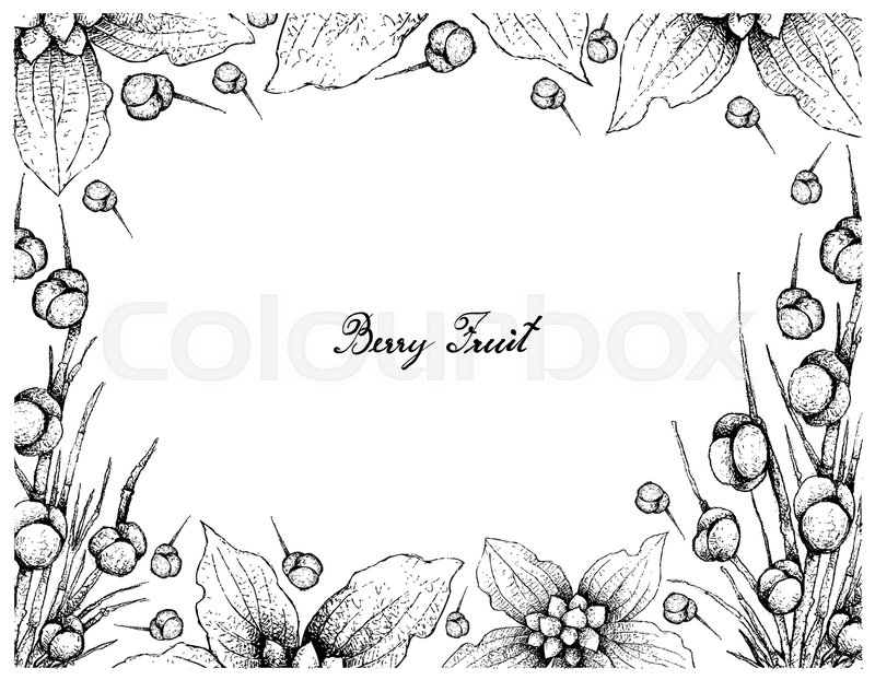 800x622 Berry Fruit, Illustration Frame Of Stock Vector Colourbox