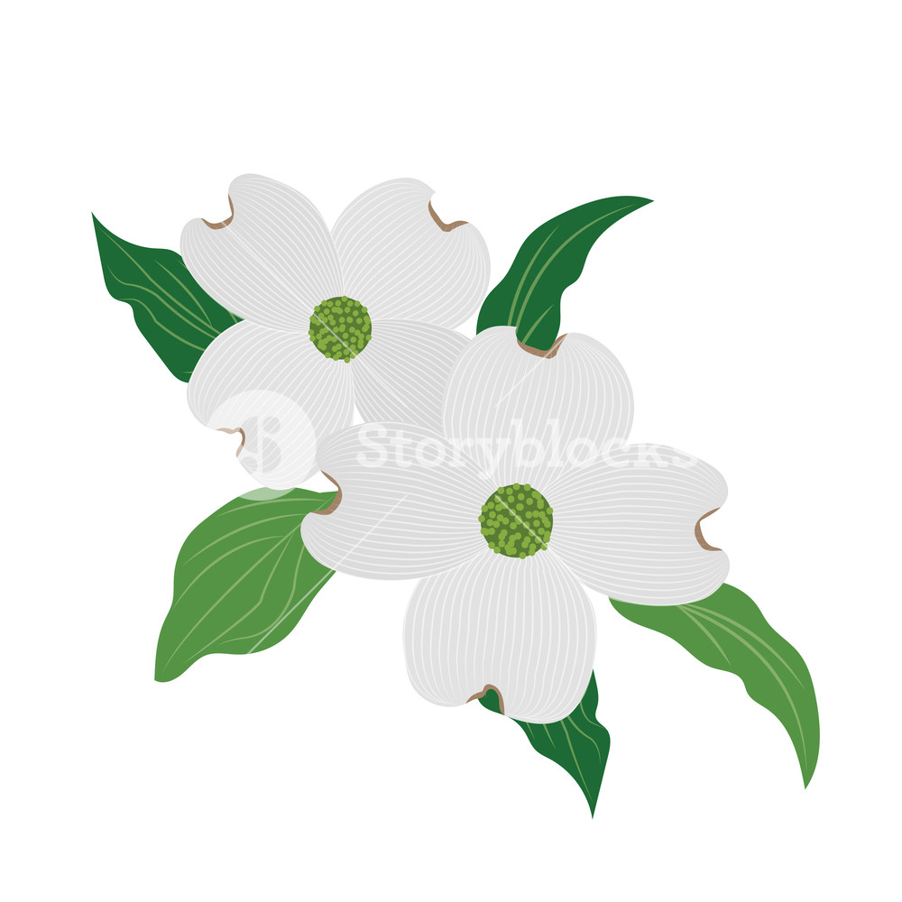 1000x1000 Nature Flower White Dogwood Cornus Florida, Vector Botanic Garden