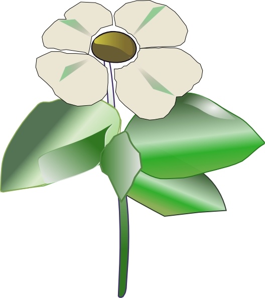 528x594 Pacific Dogwood Cornus Nuttallii Clip Art Free Vector In Open