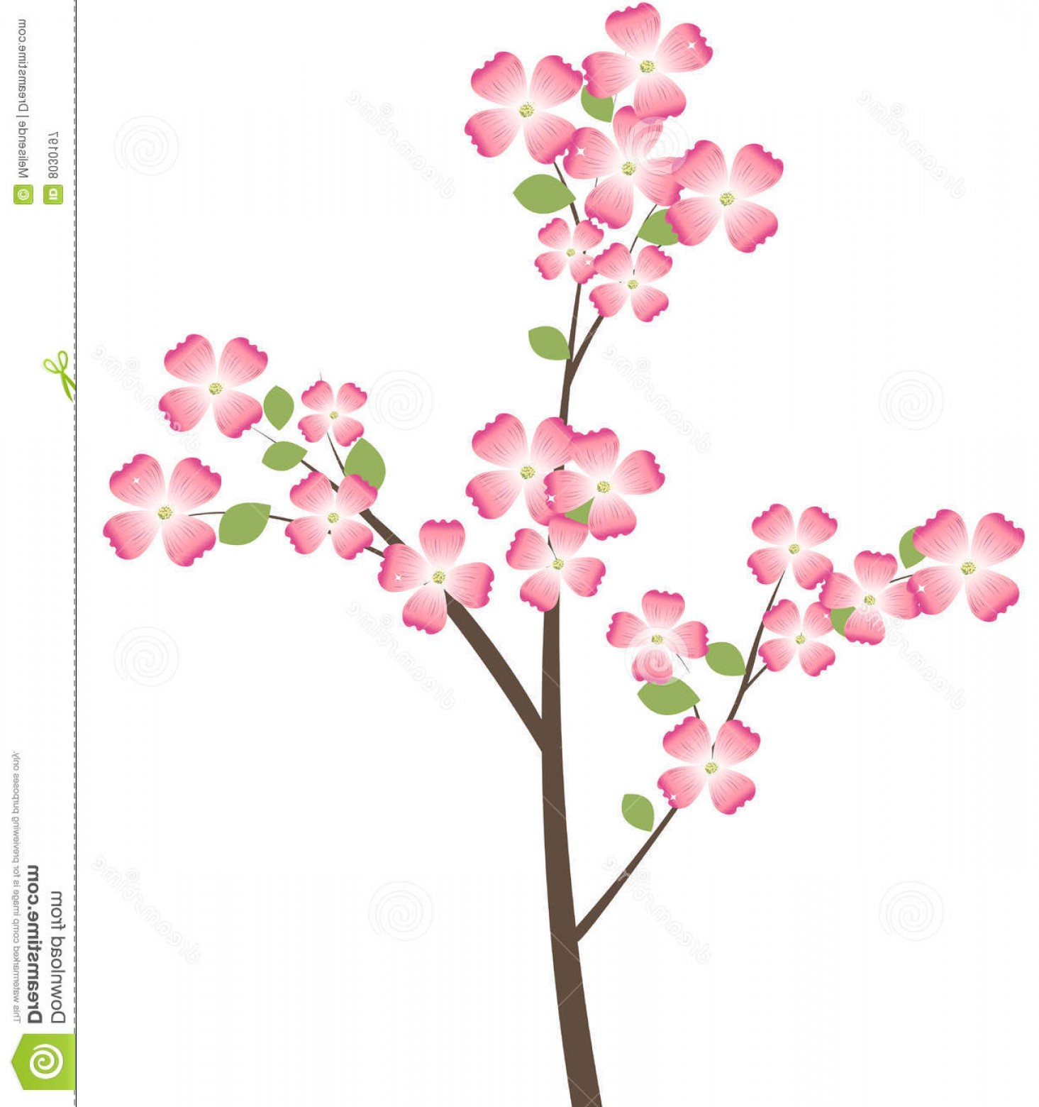 1465x1560 Royalty Free Stock Photography Flowering Dogwood Tree Branch Image