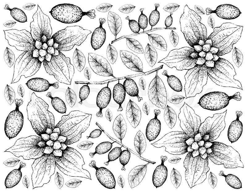 800x622 Berry Fruit, Illustration Wallpaper Of Stock Vector Colourbox