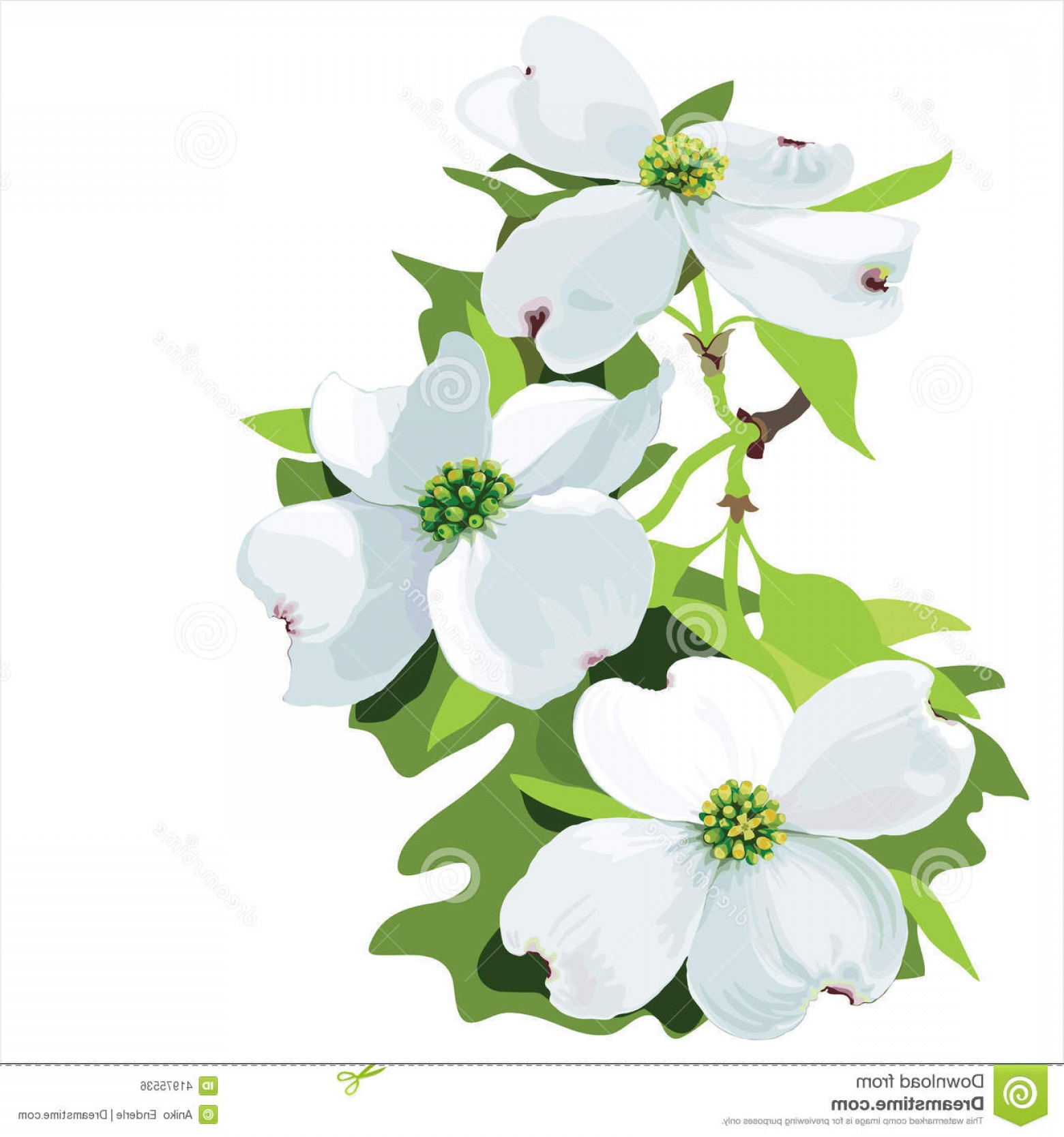 1560x1668 Stock Illustration Dogwood Cornus Florida Hand Drawn Vector