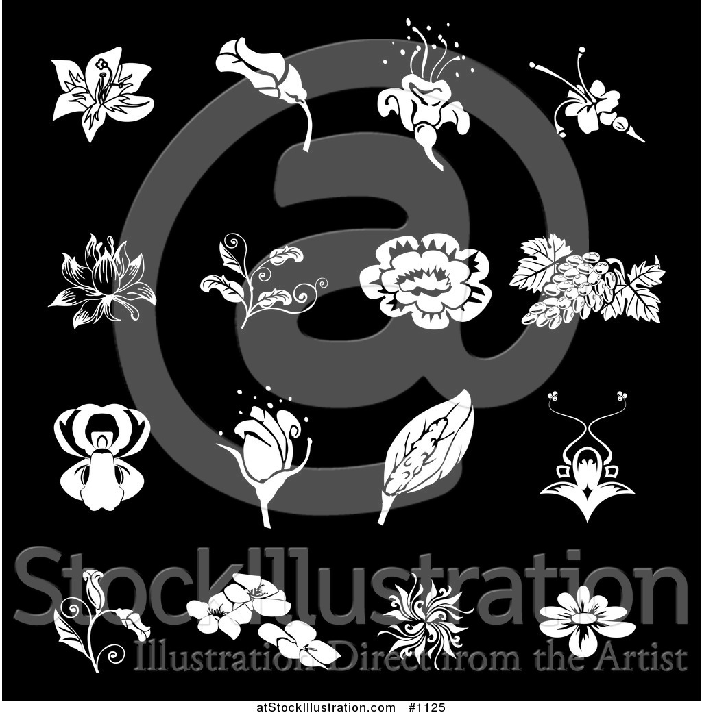 1024x1044 Vector Illustration Of White Rose, Grapes, Dogwood And Iris Flower