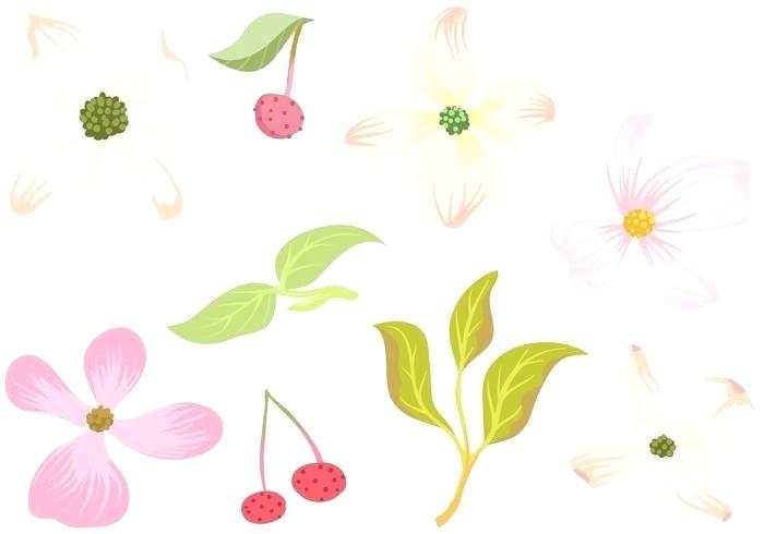700x490 Free Vector Of Dogwood Flowers
