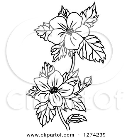 450x470 Clipart Of A Black And White Dogwood Flower Stem
