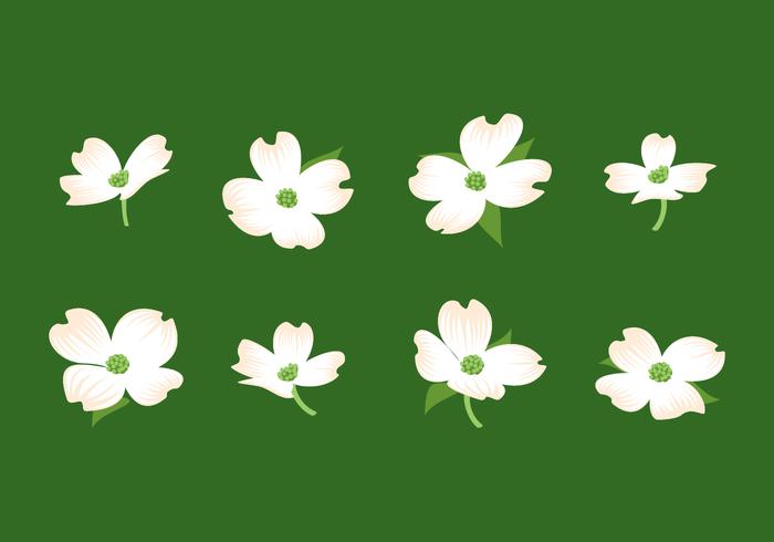 700x490 Dogwood Flower Free Vector