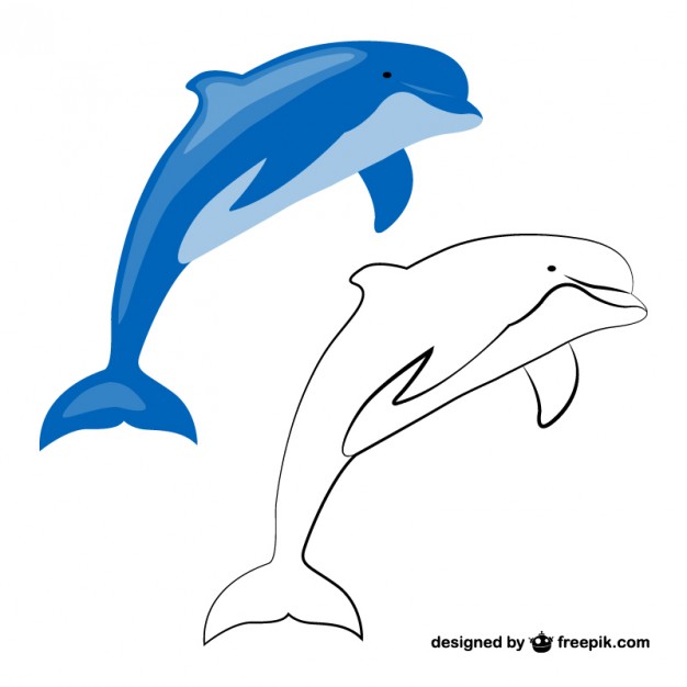626x626 Dolphin Vectors, Photos And Free Download