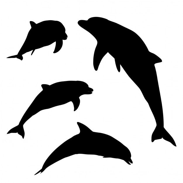 626x626 Dolphin Vectors, Photos And Free Download