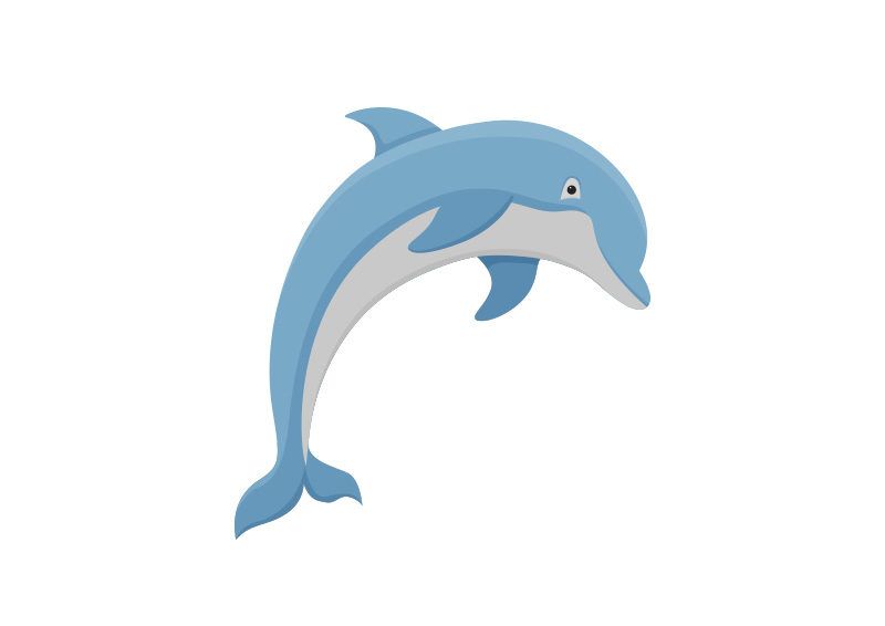 800x566 Dolphin Vector Illustration