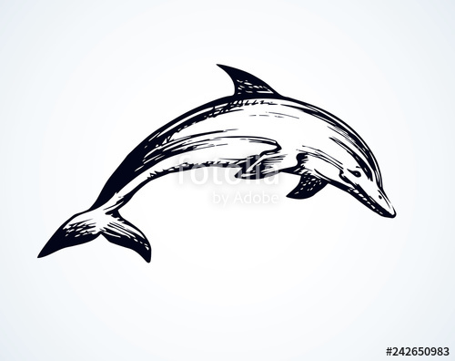 500x396 Dolphin Vector Drawing Stock Image And Royalty Free Vector
