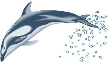 350x202 Free Dolphin Vector Clipart And Vector Graphics