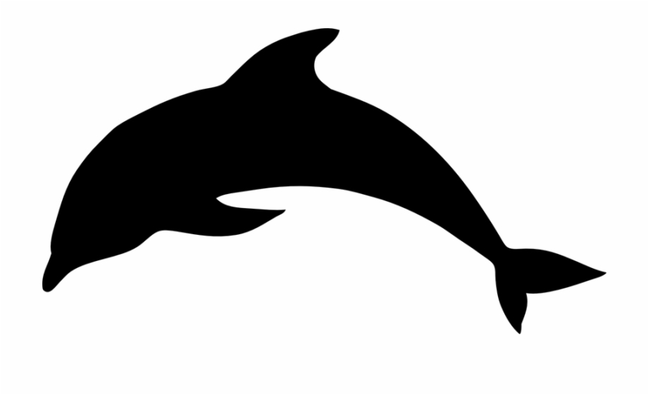 920x560 Dolphin Mammal Animal Ocean Sea Water