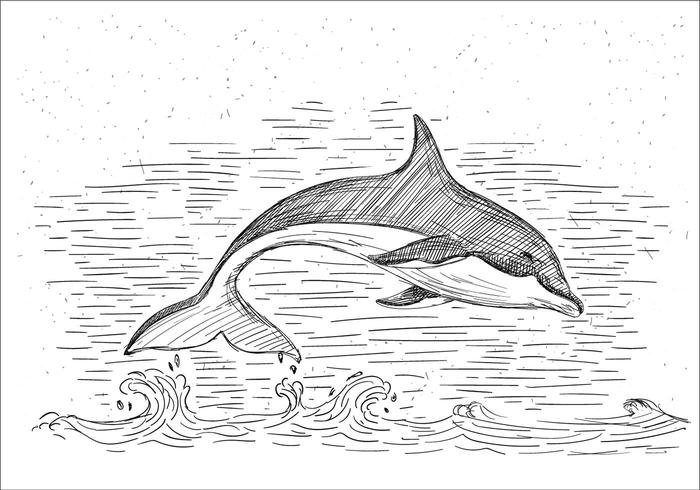 700x490 Dolphin Free Vector Art