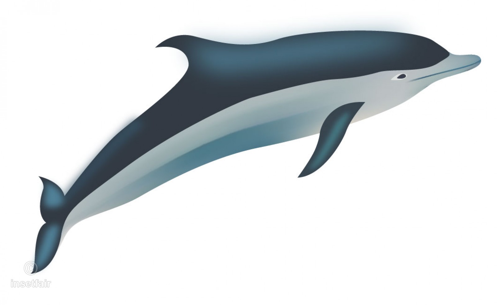 1601x985 Dolphin Vector Png Royalty Free Image