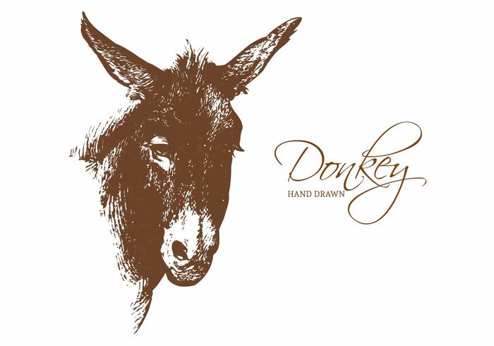 700x490 Hand Drawn Donkey Portrait Vector