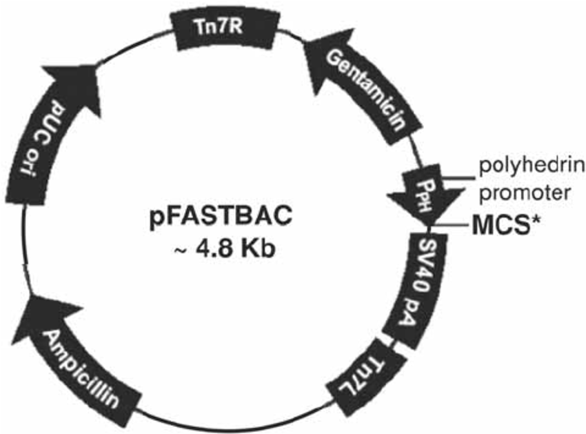 850x629 Diagrammatic Representation Of Main Features Of Donor Vector
