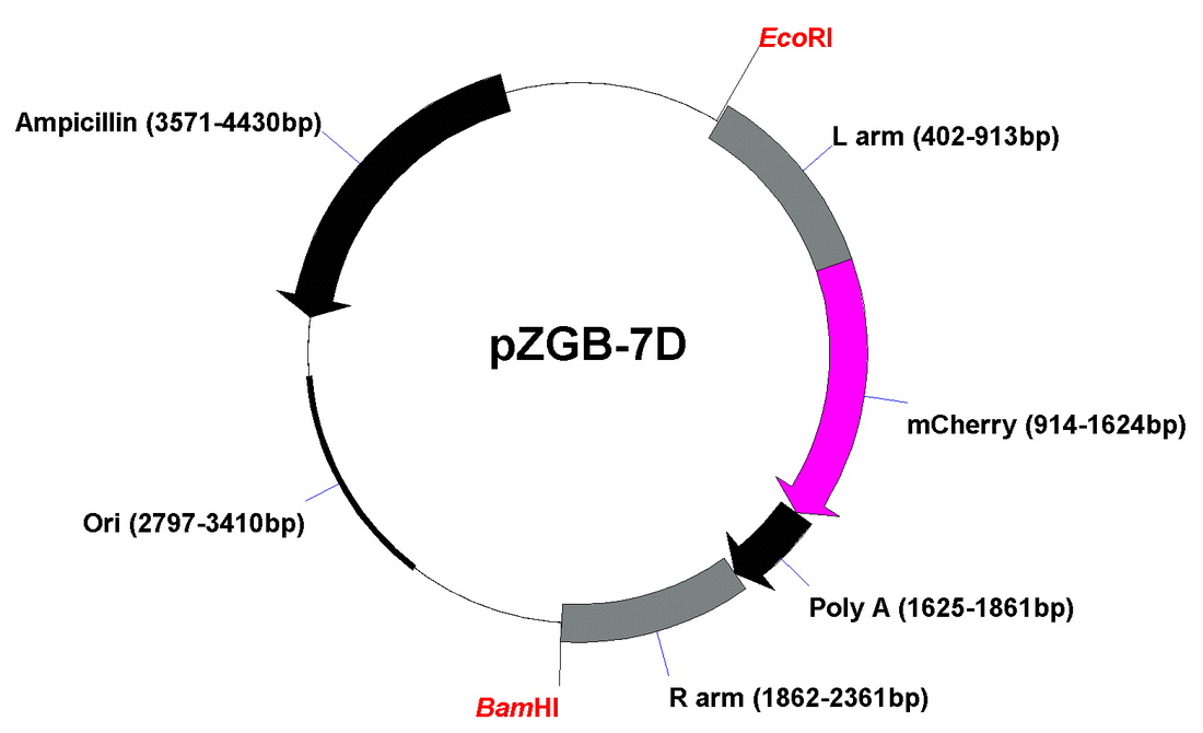 1100x670 Donor Vector Maps
