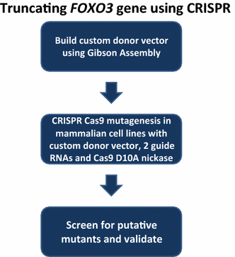 332x364 A Protocol For Custom Crispr Donor Vector Construction