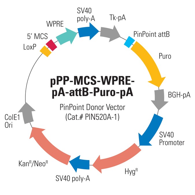 675x675 Empty Pinpoint Donor Vector