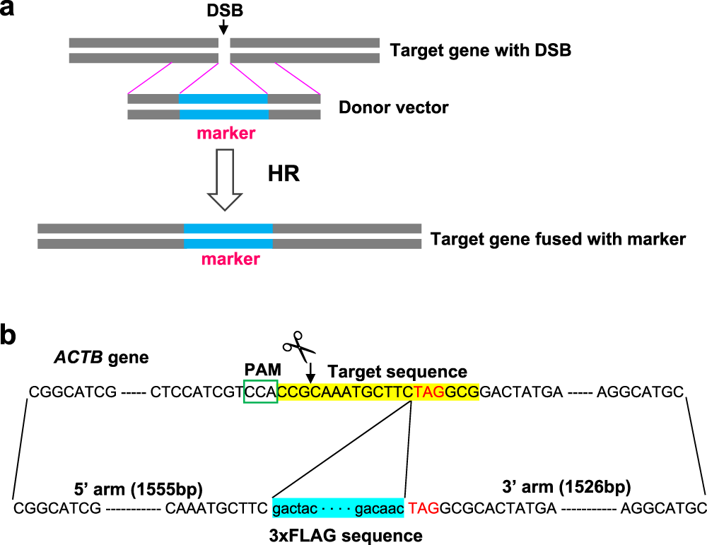 1000x771 Evaluation Of Site Specific Homologous Recombination Activity