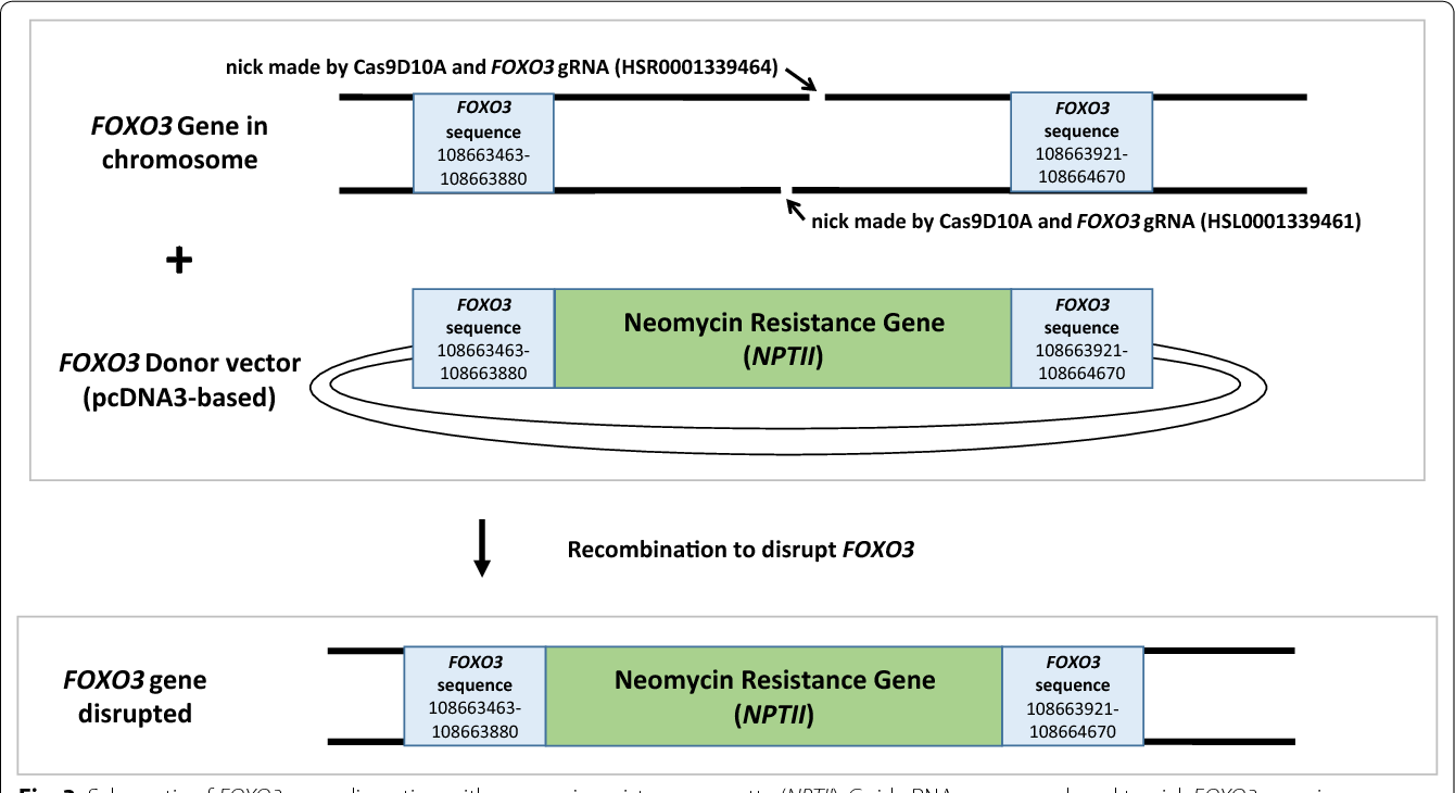1340x730 Figure From A Protocol For Custom Crispr Donor Vector
