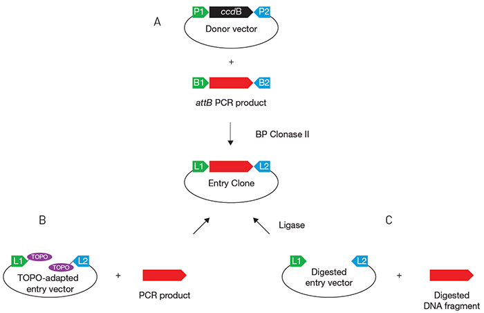 700x452 Gateway Entry Clones Thermo Fisher Scientific