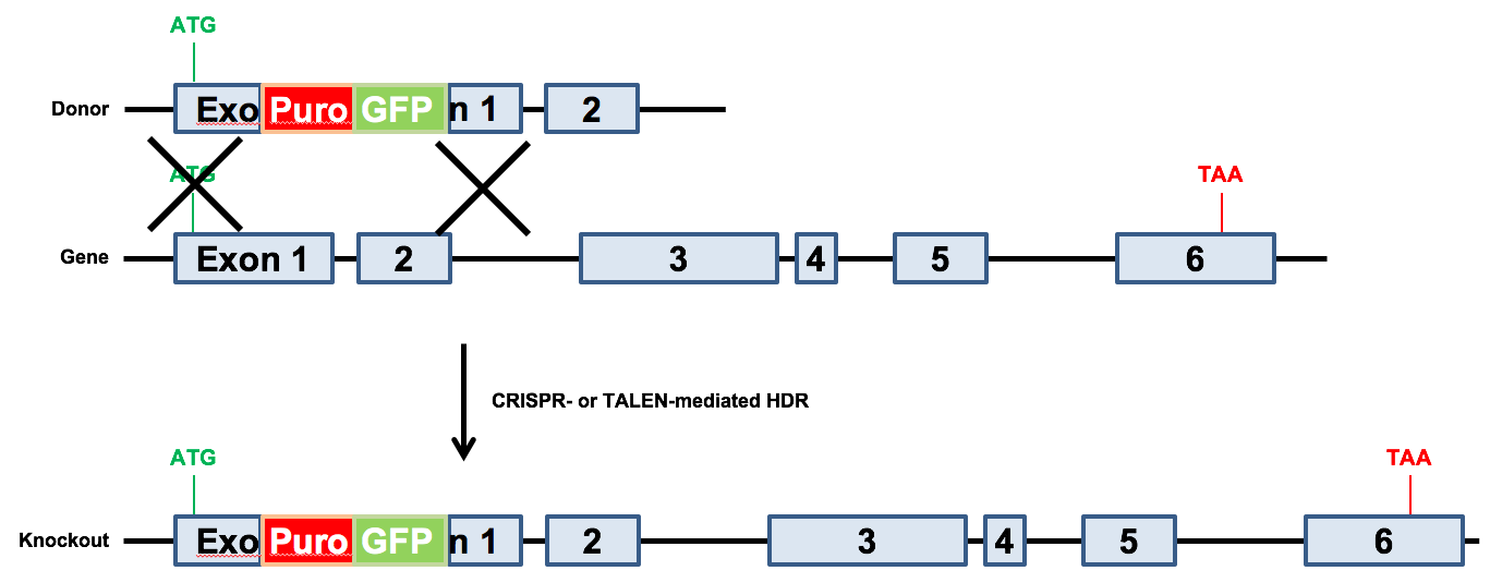 1367x535 Hdr Donor Clones And Cloning Vectors Genecopoeia